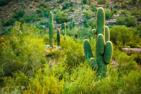 Cactos do Deserto do Arizona — Fotografia de Stock