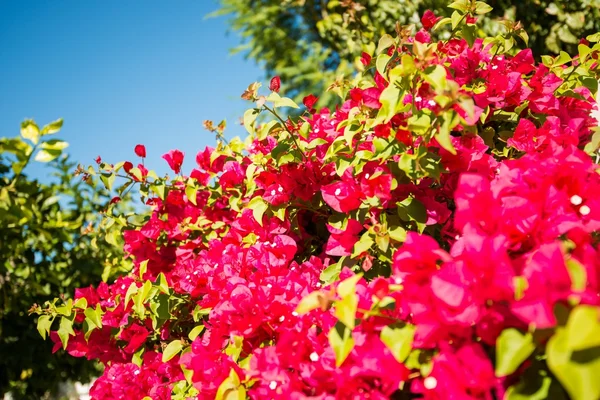 Blossom California Flowers — Stock Photo, Image