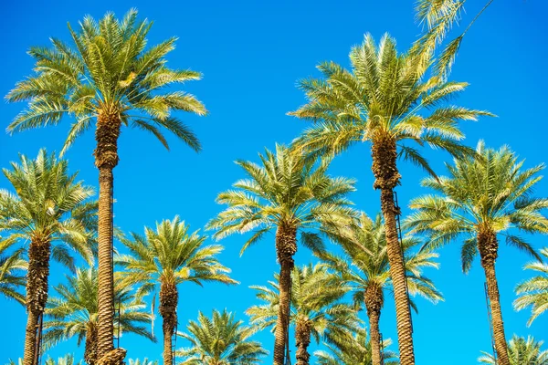 Californië Palms — Stockfoto