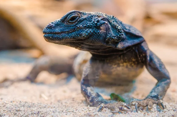Çöl Iguana tatlı — Stok fotoğraf