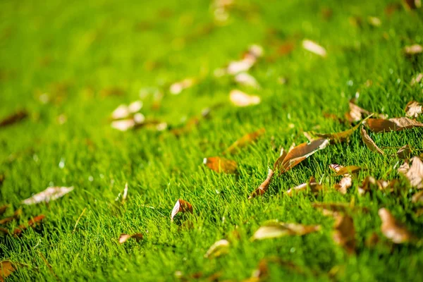 Eerste teken van de komende herfst — Stockfoto