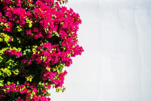 Mur floral — Photo