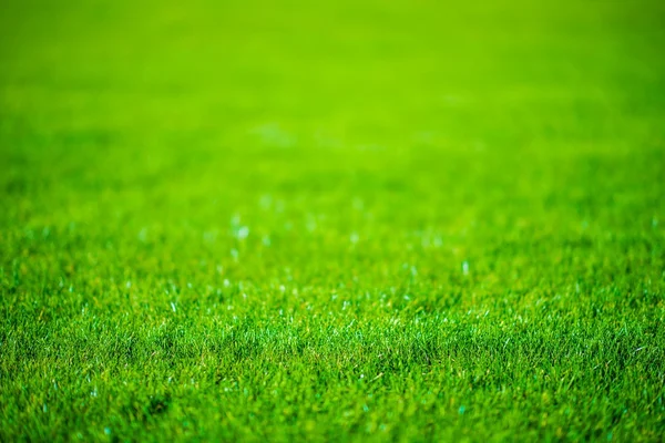 Campo de grama desfocado — Fotografia de Stock