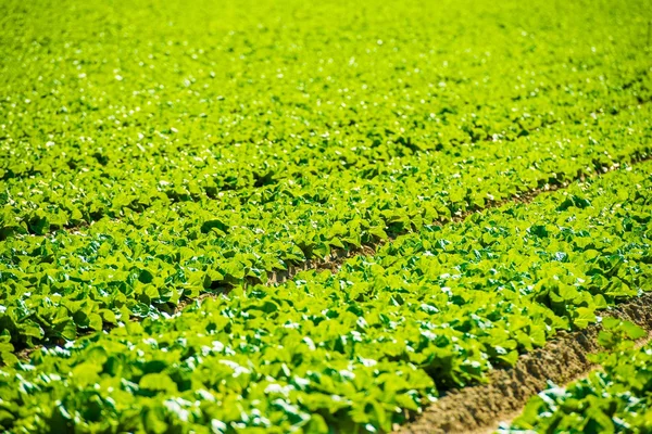 Green Lettuce Field — Stock Photo, Image