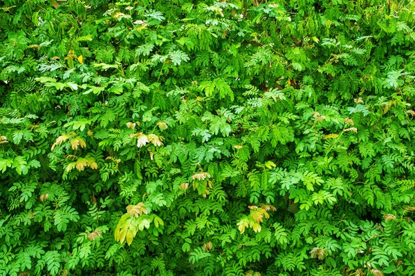 Plantas verdes fundo — Fotografia de Stock