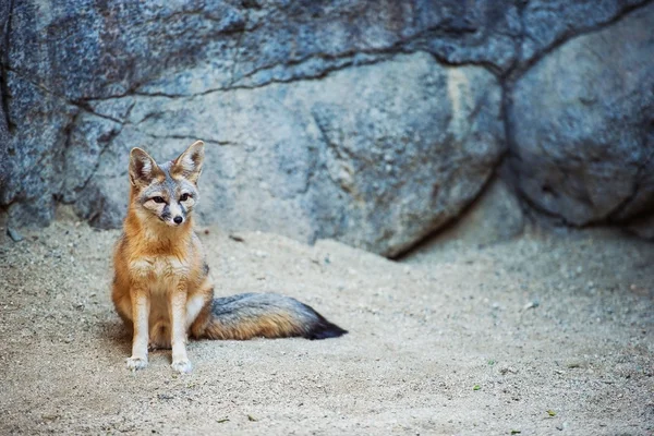 Kit Fox — Stock Photo, Image