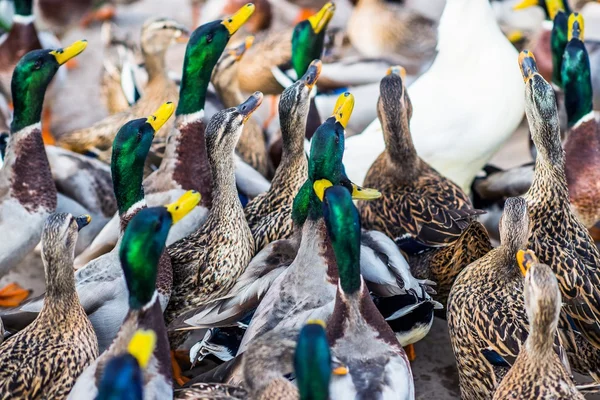 Large Group of Ducks — Stock Photo, Image