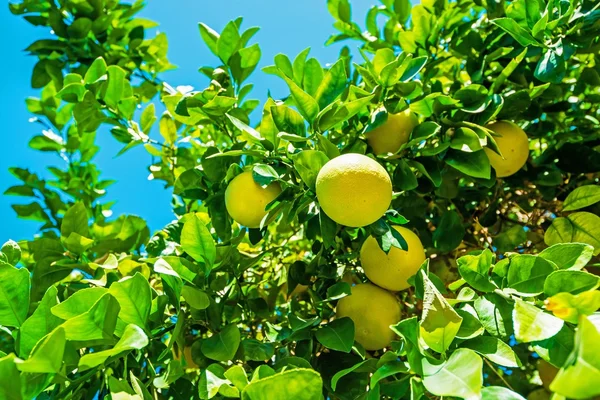 Отделение лимонного дерева с фруктами — стоковое фото