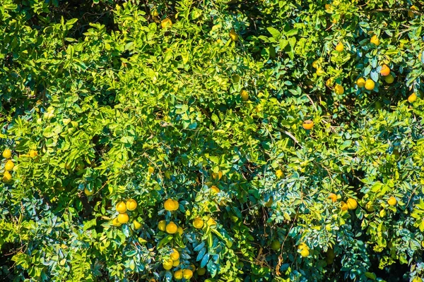 Lemon tree closeup — Stock fotografie