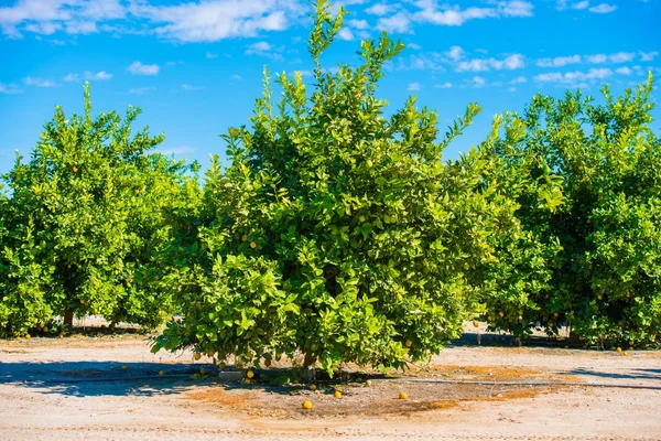 Limão Árvores Campo — Fotografia de Stock