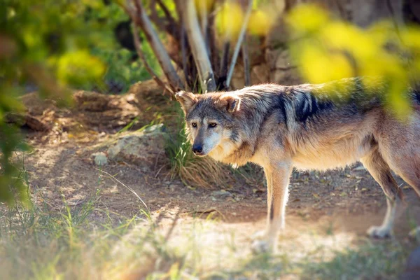 Mexican Wolf Lobo — Stock Photo, Image