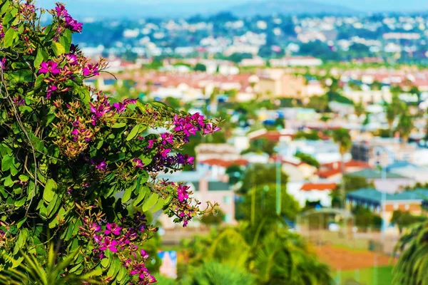 San diego květiny — Stock fotografie