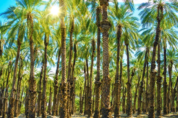 Plantación de palmeras soleadas — Foto de Stock