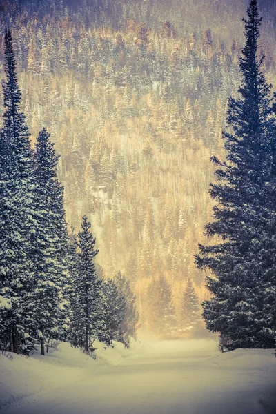 Winter Wonderland Road — Photo