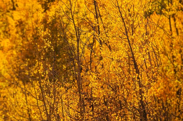 Yellow Aspen Trees — Stock Photo, Image