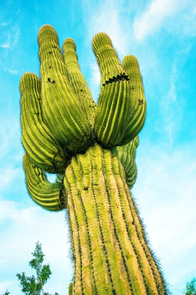 Arizona Orgelpfeifen-Kaktus — Stockfoto