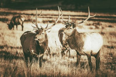 Colorado Elks Gang clipart