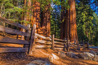 Giant Sequoias Place clipart