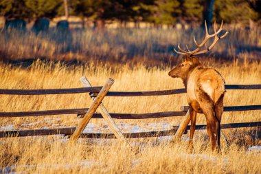 North American Elk  clipart