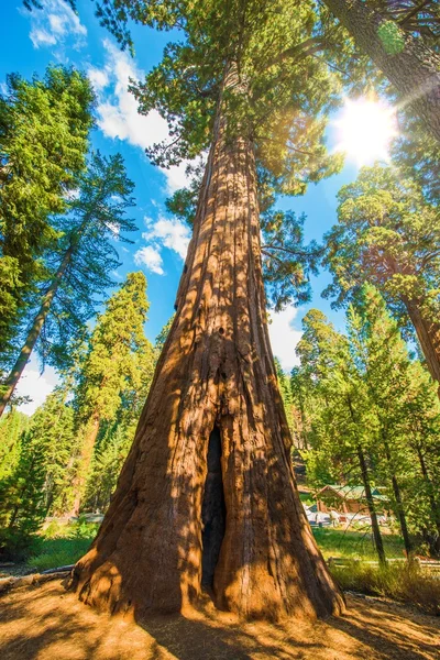 Között Sequoias — Stock Fotó