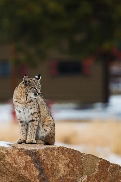 Колорадо Bobcat — стокове фото