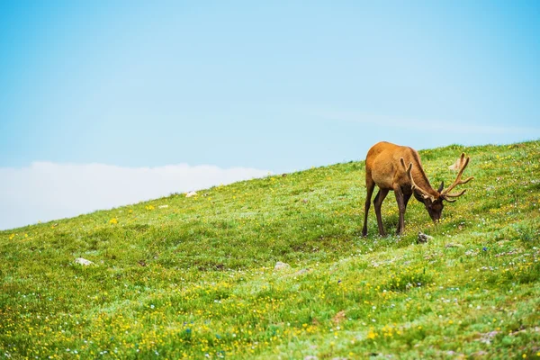 Colorado Elk Alpine weide — Stockfoto