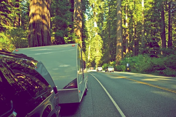 RV in Redwood Forest — Stockfoto