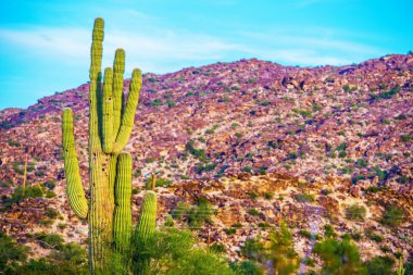 Ham Arizona manzara