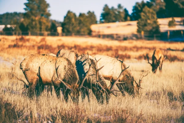 Alces gangue prado — Fotografia de Stock