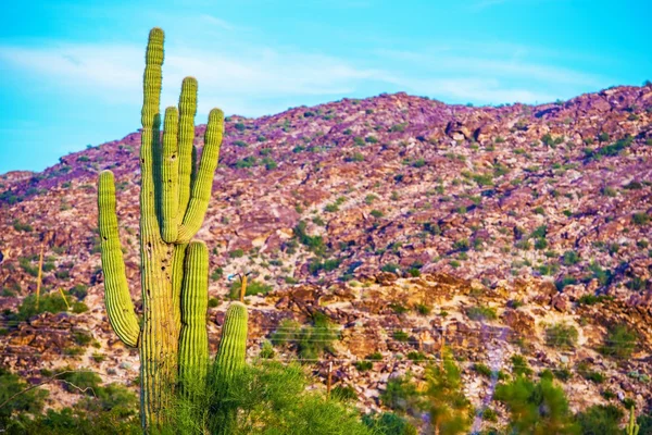 Ruwe Arizona landschap — Stockfoto