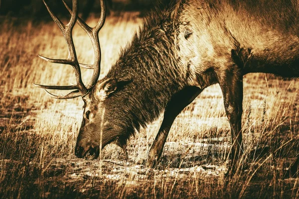 Adult North American Elk — Stock Photo, Image