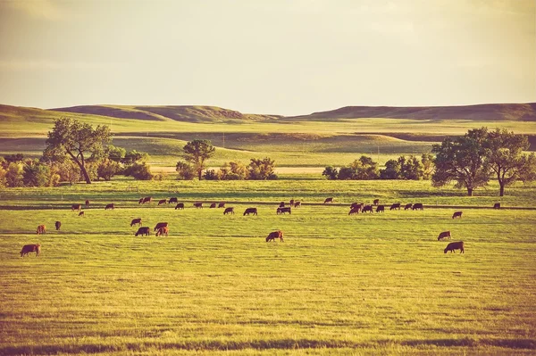 Vacas en pastos de verano — Foto de Stock