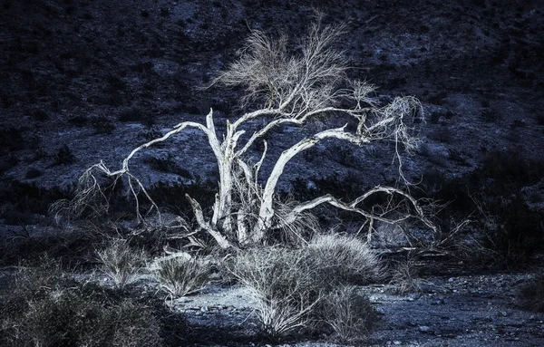 夜の砂漠植物 — ストック写真