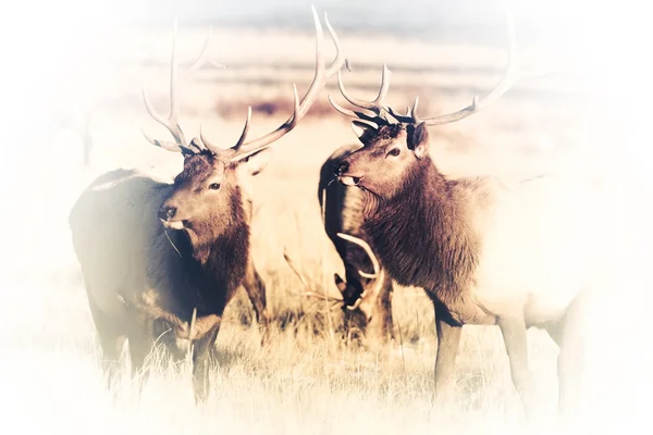Elks Faded to White — Stock Photo, Image