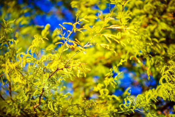 Vegetação de primavera florestal — Fotografia de Stock