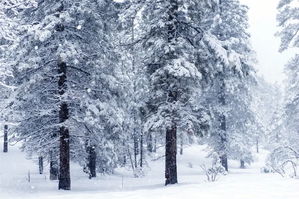 Şiddetli kar yağışı altında orman — Stok fotoğraf
