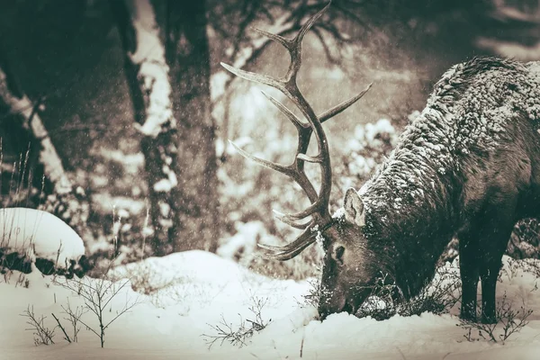 Kışın yalnız Elk — Stok fotoğraf