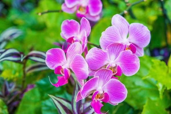 Pink Tropical Flowers — Stock Photo, Image