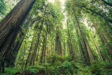Dev Redwoods Ormanı