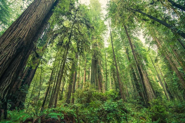 Óriás mamutfenyő erdő — Stock Fotó