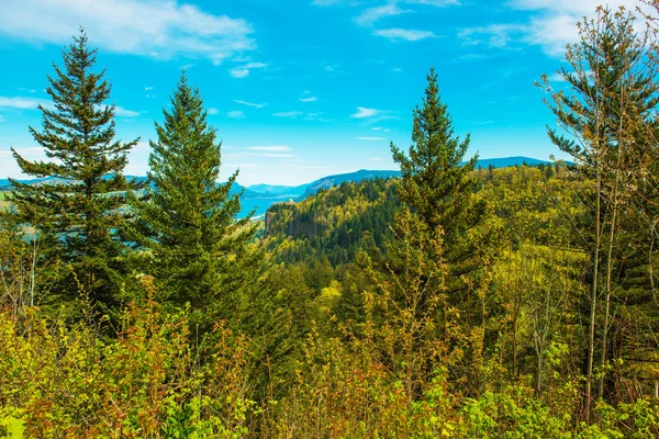 Gröna Oregon landskap — Stockfoto