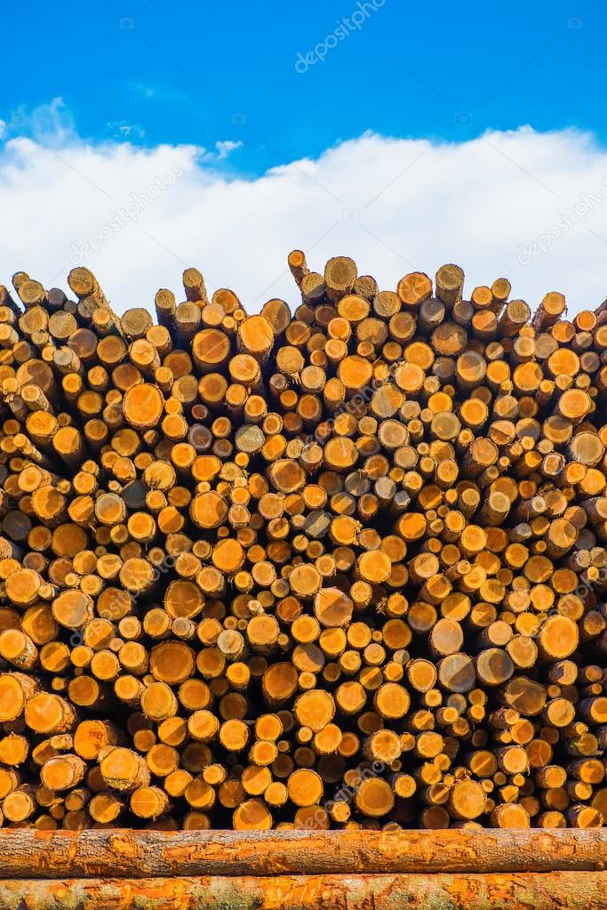 Pine Timber at Lumber Yard