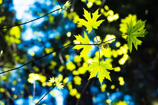 Vårens första blad — Stockfoto