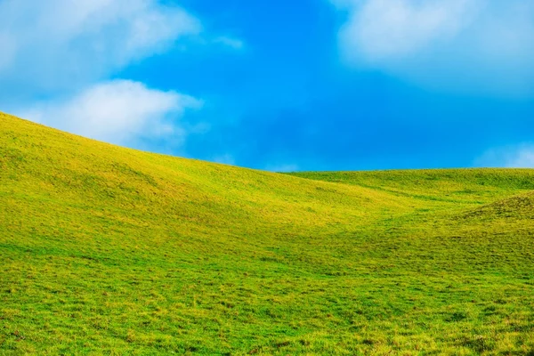 Paysage de champ vert d'été — Photo