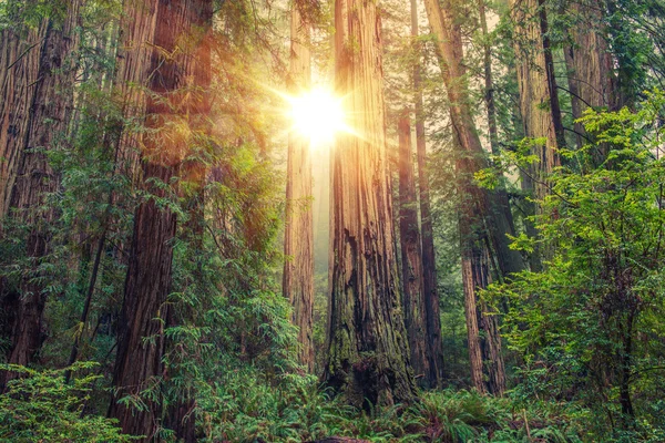Sonniger Redwood-Wald — Stockfoto
