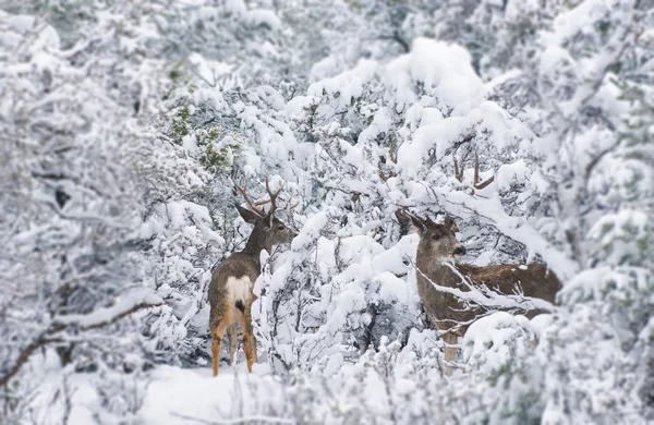 Arizona Maultierhirsche im Winter — Stockfoto