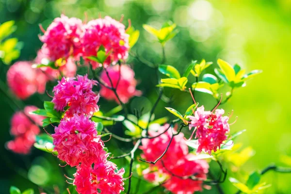 Blossom Garden — Stock Photo, Image