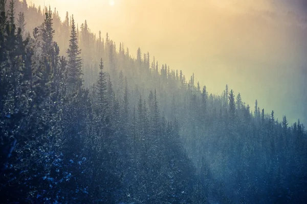 Colorado wintertijd — Stockfoto