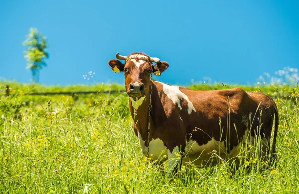 Kráva a na louce — Stock fotografie