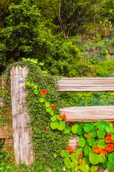 Fiori da giardino accogliente — Foto Stock